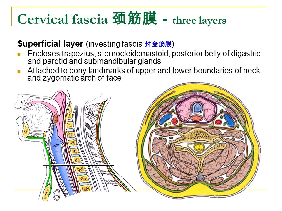 investing layer of deep cervical fascia splits to enclose explanations